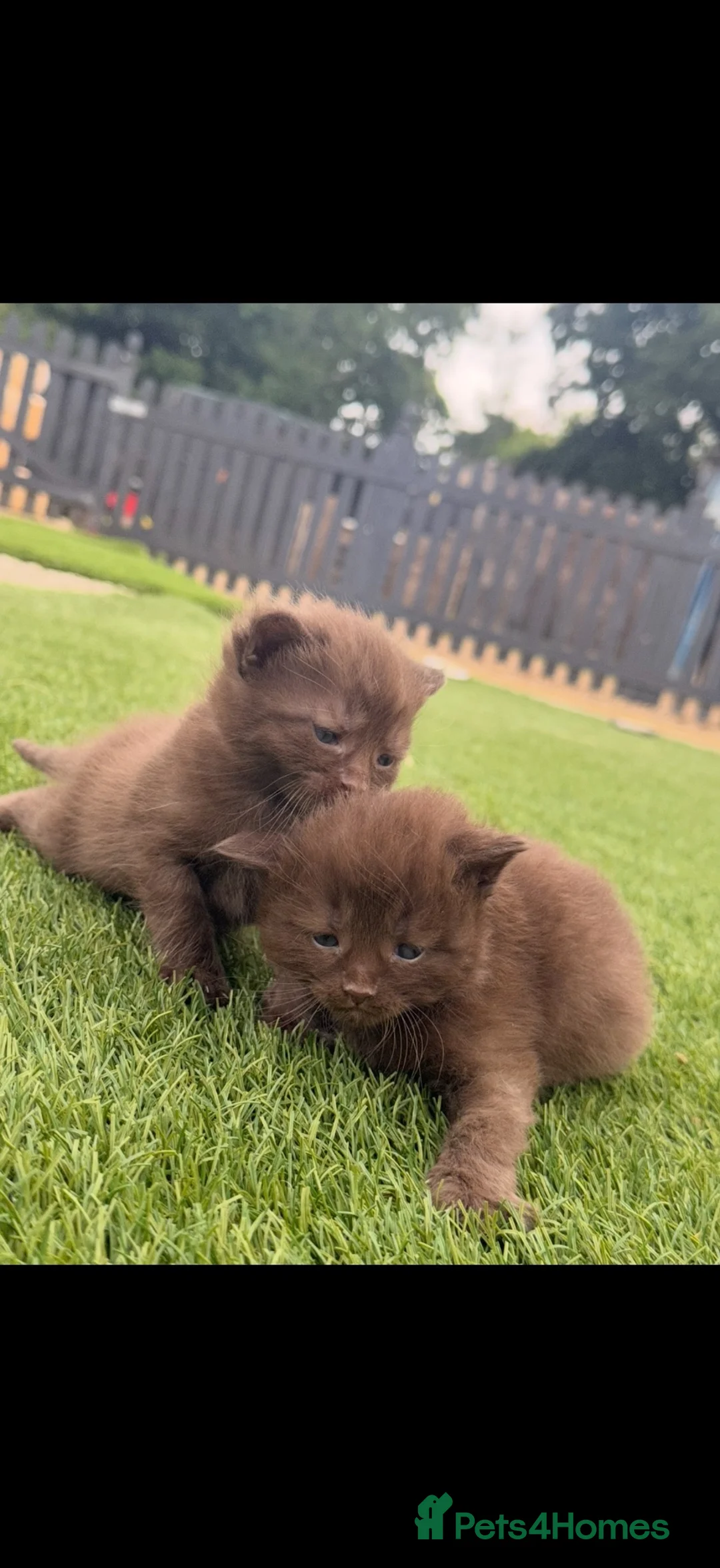 British Shorthair cats for sale: Chocolate British short hair kittens - Advert 2