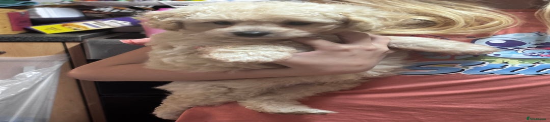 Cavapoo Puppy 3