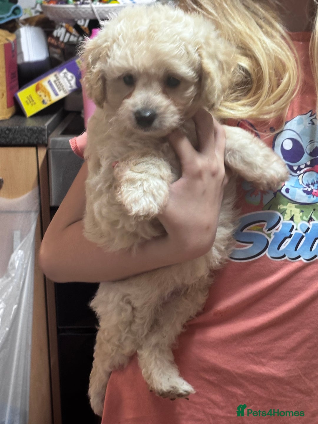 Cavapoo dogs for sale: Caverpoo babies  - Image 10