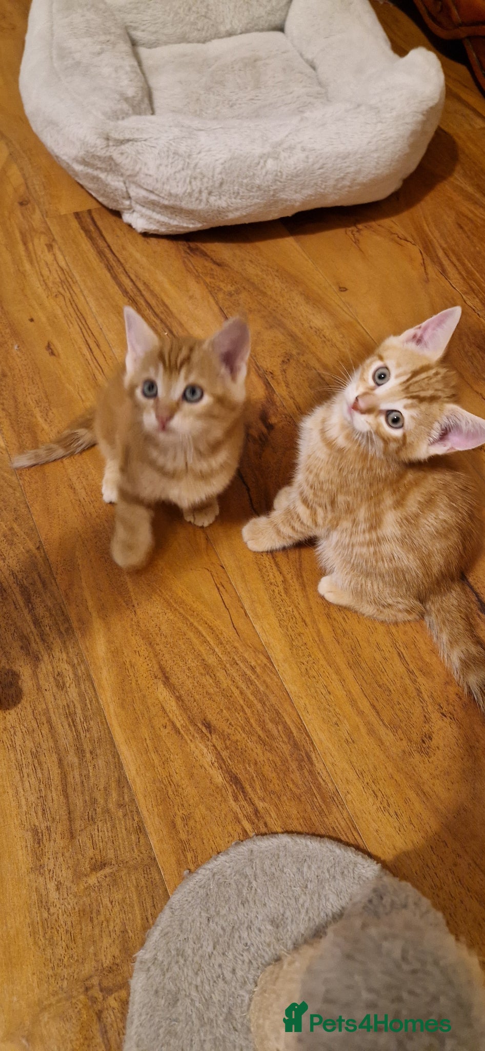 Domestic Shorthair cats for sale: Domestic Shorthair Kittens (3 males, 1 female) - Advert 3