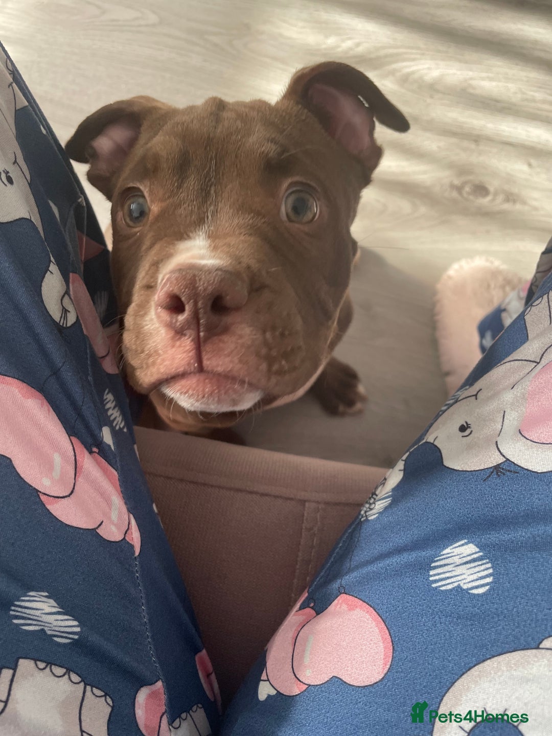 Mixed Breed dogs for sale: 5 month staffy x old English bulldog boy - Image 3