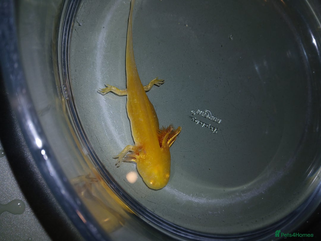 Other/Mixed Breed fish for sale: Axolotls babies gold and copper  - Advert 14