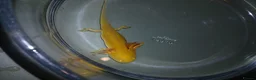 Other/Mixed Breed fish for sale: Axolotls babies gold and copper  - Advert 14