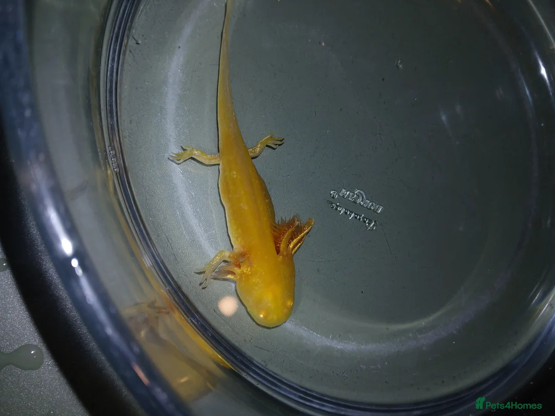 Other/Mixed Breed fish for sale: Axolotls babies gold and copper  - Advert 14