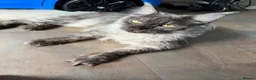 Maine Coon cats for sale: Maine coon - Advert 4