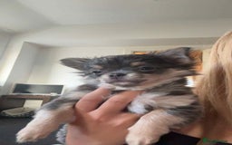 Chihuahua dogs for sale: NOW SOLD KCreg Longhair chiChamp/russian Line in Stevenston - Image 30
