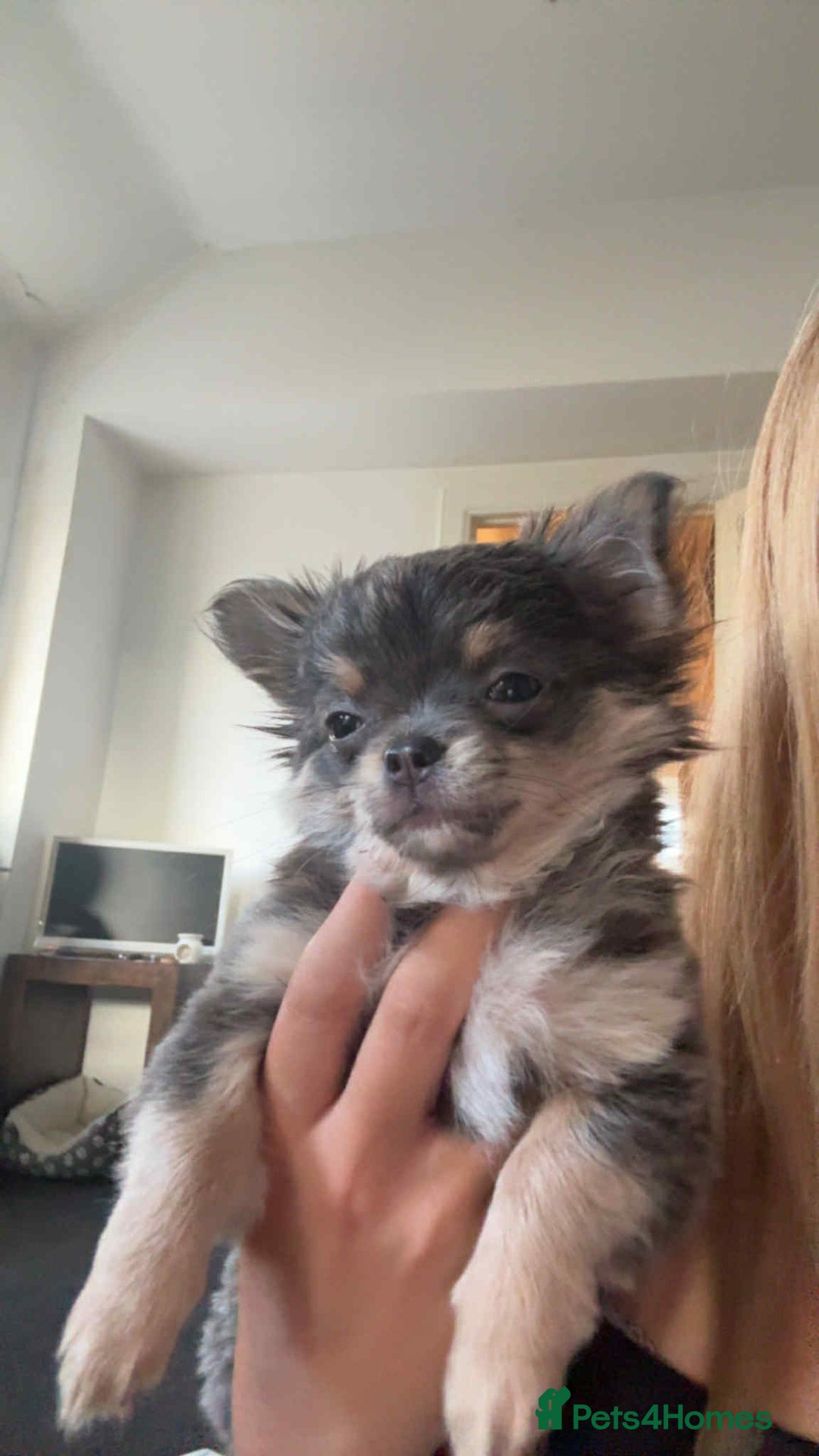 Chihuahua dogs for sale: NOW SOLD KCreg Longhair chiChamp/russian Line in Stevenston - Image 30