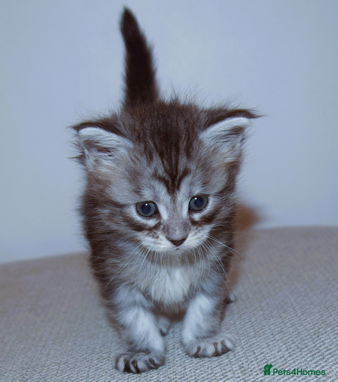 Maine Coon cats for sale: Maine Coon kittens - Beautiful and cheeky  - Advert 5