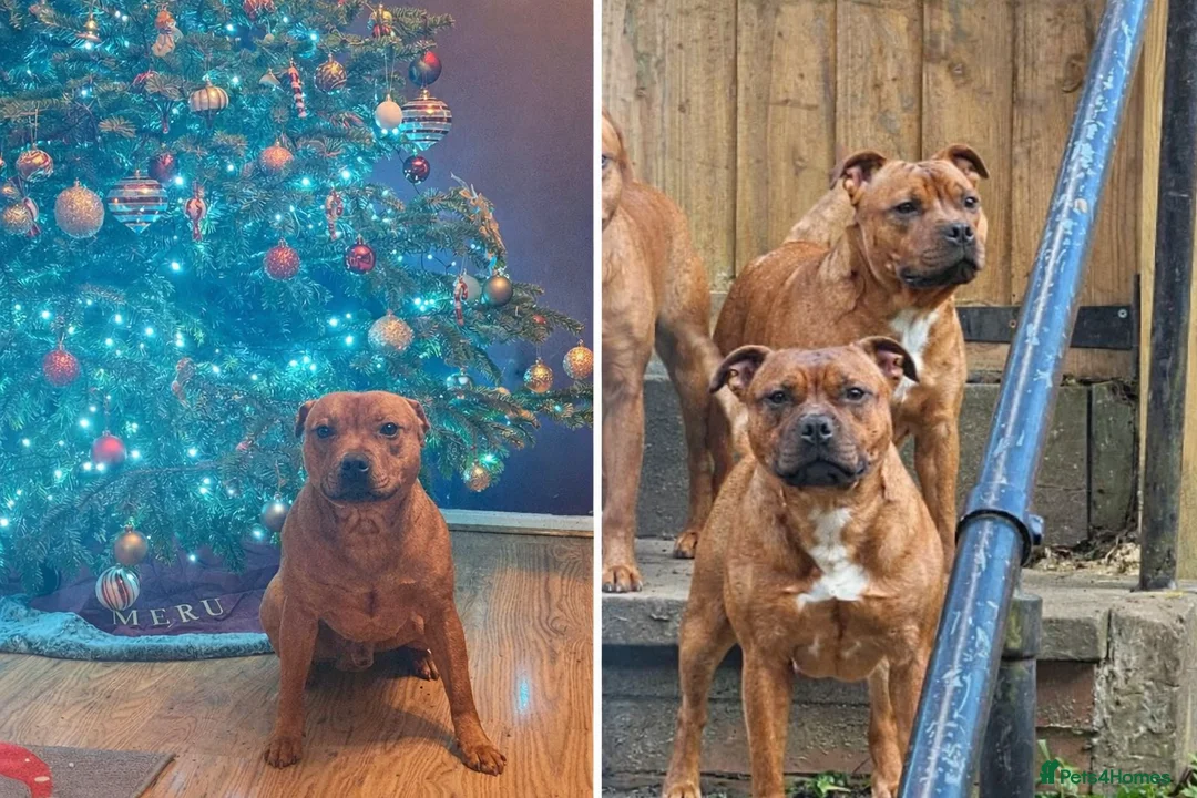 Staffordshire Bull Terrier dogs for sale: Red staffordshire bull terrier pups - Advert 6