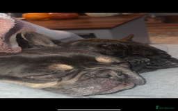 French Bulldog dogs for sale: Hugo and Nova  - Image 2