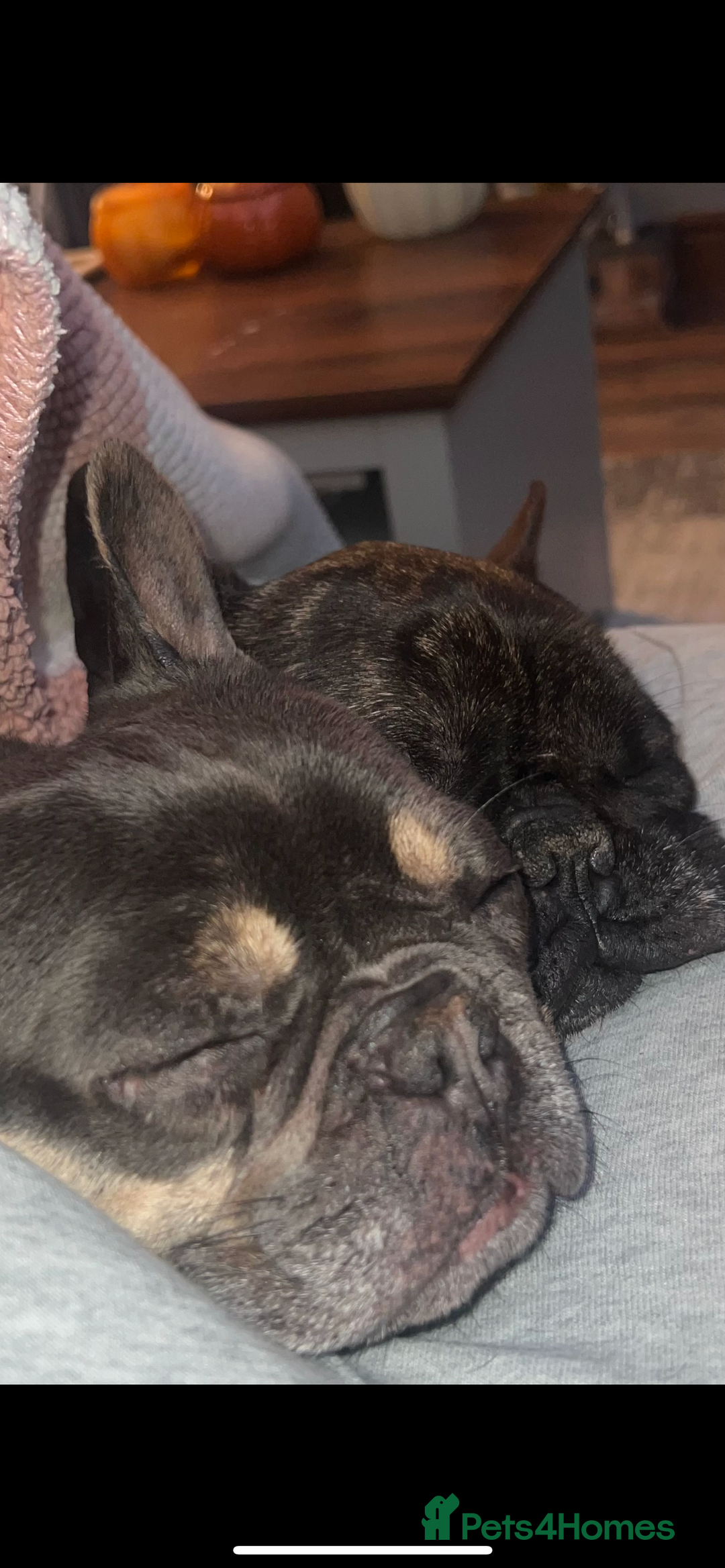 French Bulldog dogs for sale: Hugo and Nova  - Image 2
