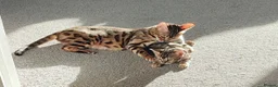 Bengal cats for sale: Stunning Bengal kittens for sale - Advert 4