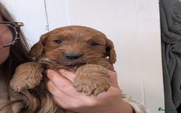 Cockapoo dogs for sale: Red show type cockapoo puppies DNA clear - Image 5