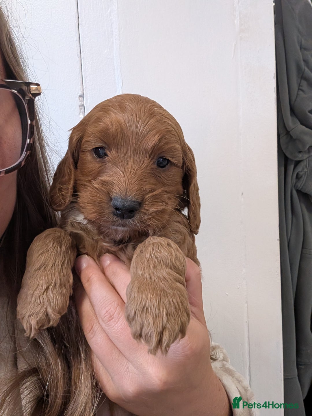 Cockapoo dogs for sale: Red show type cockapoo puppies DNA clear - Image 5