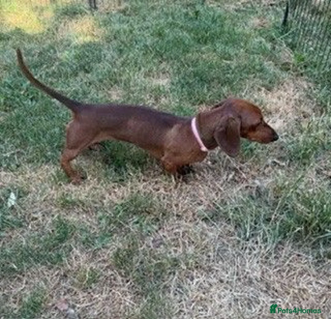 Miniature Dachshund dogs for sale: Miniature Smooth Red Dachshund Female - Advert 6