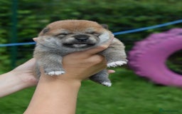 Japanese Shiba Inu dogs for sale: Beautiful Japanese Shiba Inu Puppies - Image 30