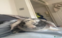 Mini Lop rabbits for sale: Toby and Lola - Image 2