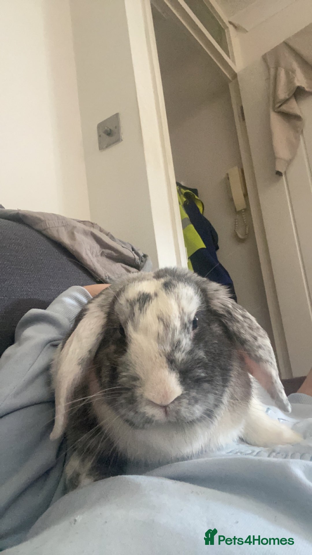 Mini Lop rabbits for sale: Toby and Lola - Image 2
