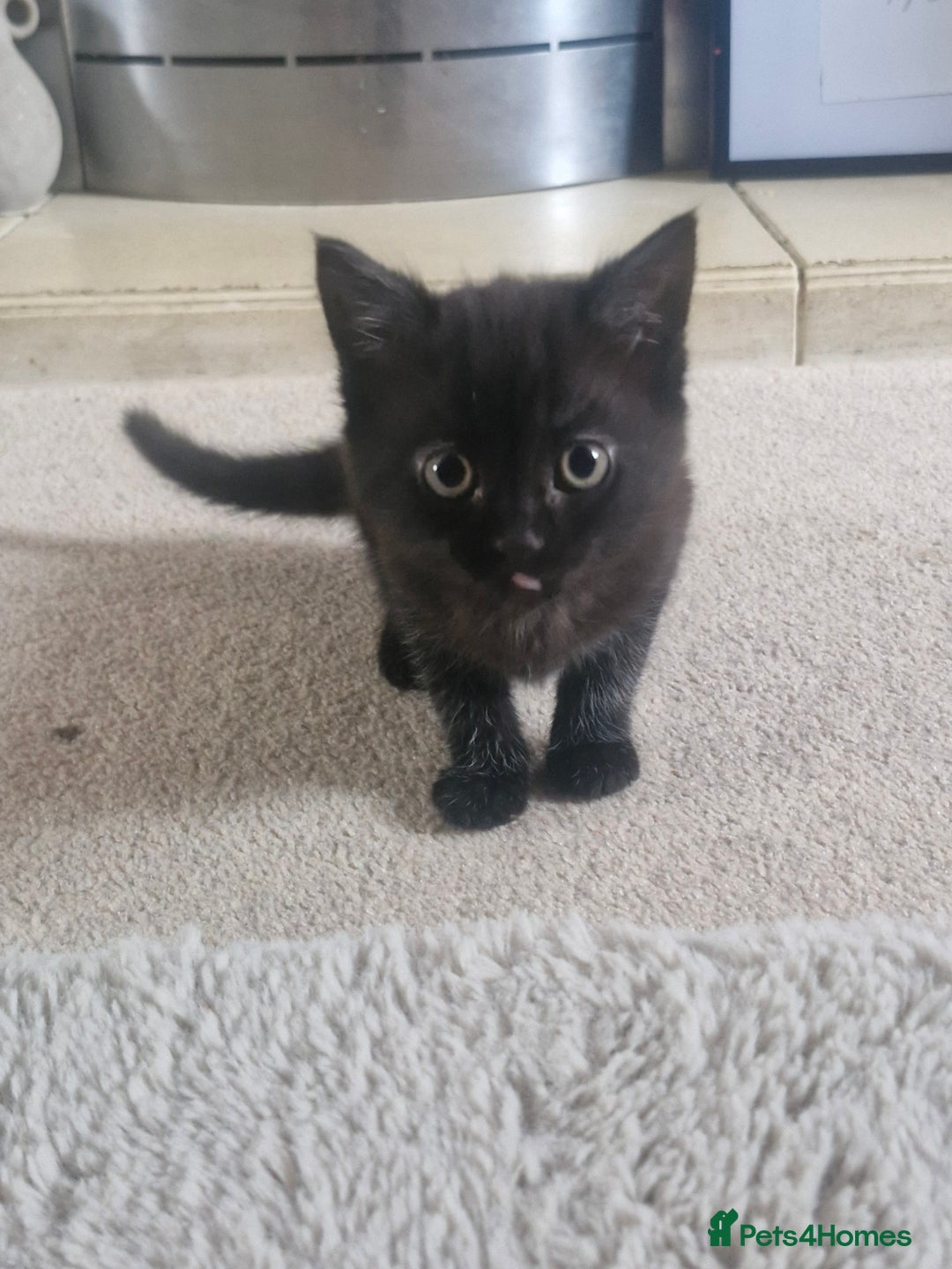 Mixed Breed cats for sale: 🐾Adorable kittens for sale  - Advert 5