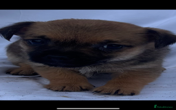 Jack Russell dogs for sale: Jack Russel puppy’s  - Image 6