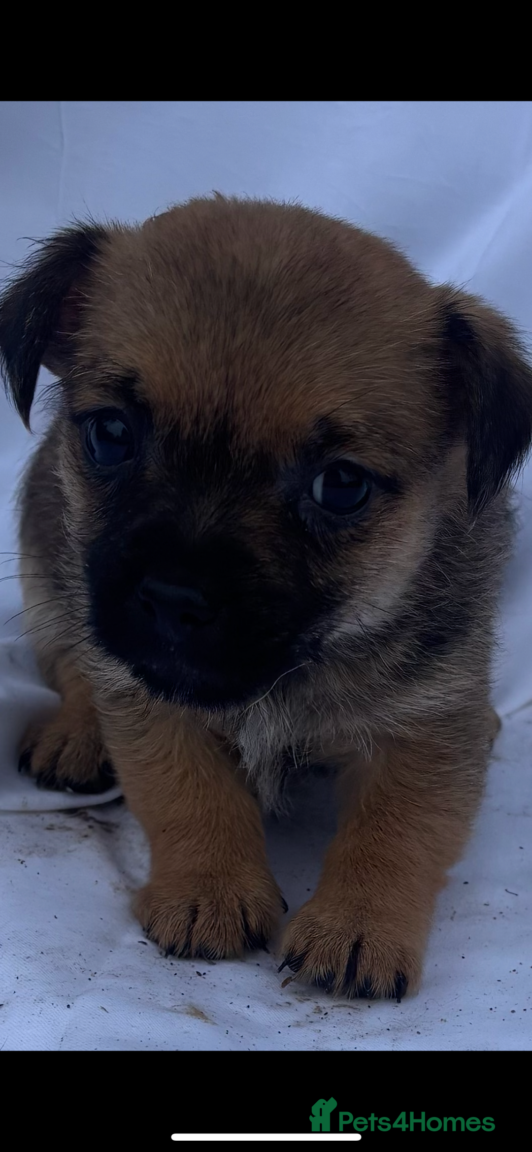 Jack Russell dogs for sale: Jack Russel puppy’s  - Image 6