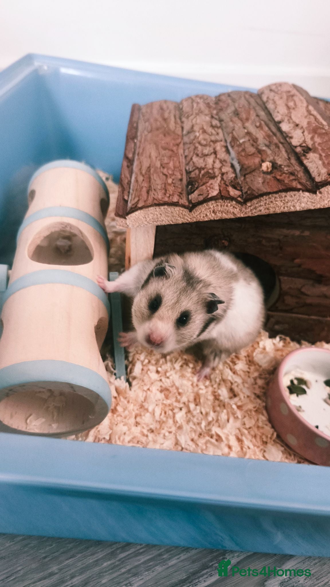 Hamster rodents Syrian hamster looking for new home  - Advert 3