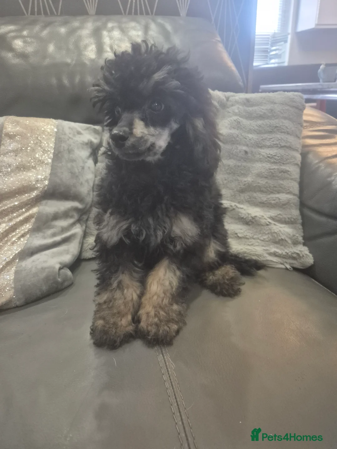 Toy Poodle dogs for sale: Poodle boys (toy x aisan) - Advert 15