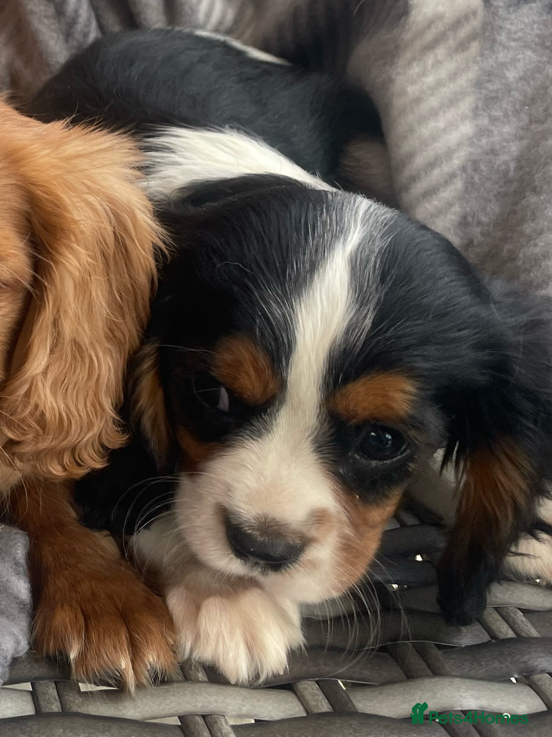 Cavalier King Charles Spaniel dogs for sale: Cavalier King Charles pups - Image 15