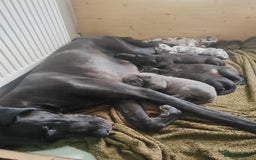 Great Dane dogs for sale: Beautiful KC registered Great Dane Puppies  - Image 23
