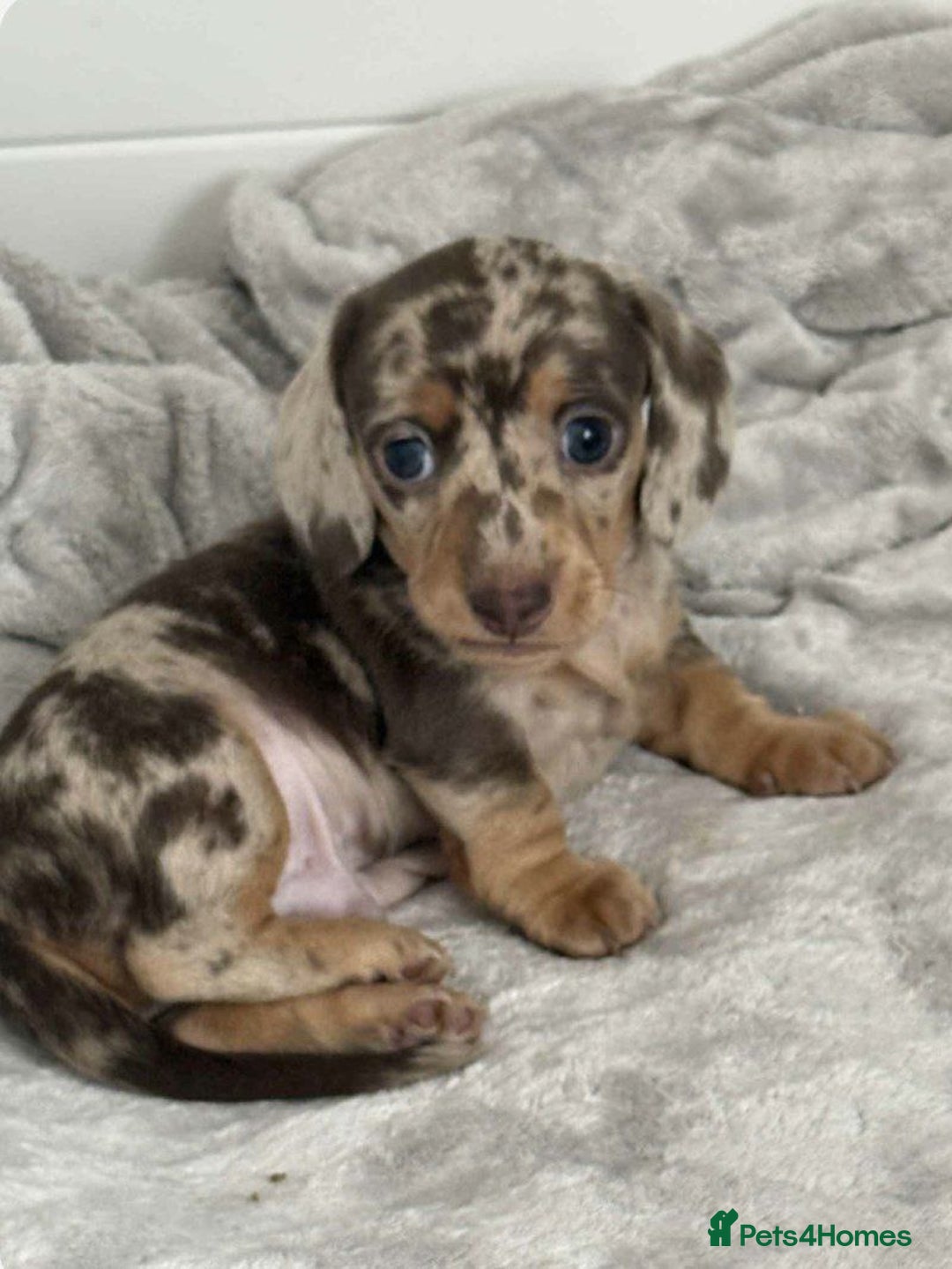 Miniature Dachshund dogs for sale: BEAUTIFUL MINIATURE DACHSHUND PUPPIES - Image 7