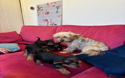 Yorkshire Terrier dogs for sale: Yorkshire Terrier Pups - Image 3