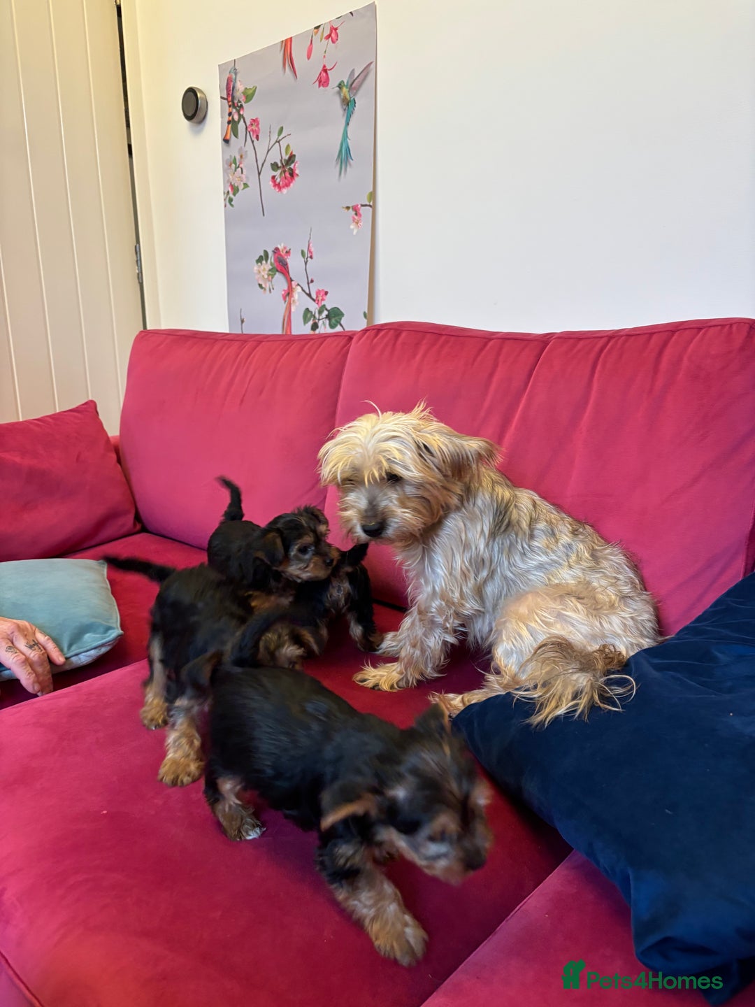 Yorkshire Terrier dogs for sale: Yorkshire Terrier Pups - Image 3
