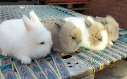 Lionhead rabbits for sale: Lovely Lionhead Baby Bunnies – Friendly & Ready🐰✨ - Advert 6