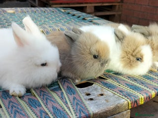 Lionhead rabbits Lovely Lionhead Baby Bunnies – Friendly & Ready🐰✨ - Advert 17