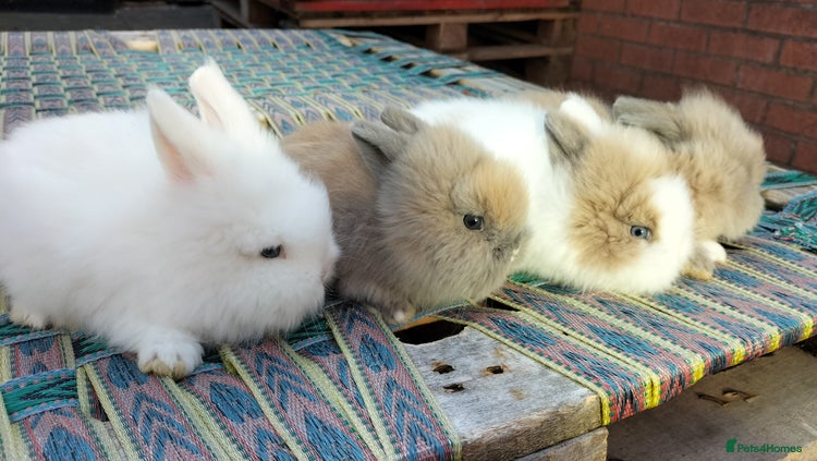 Lionhead rabbits Lovely Lionhead Baby Bunnies – Friendly & Ready🐰✨ - Advert 2