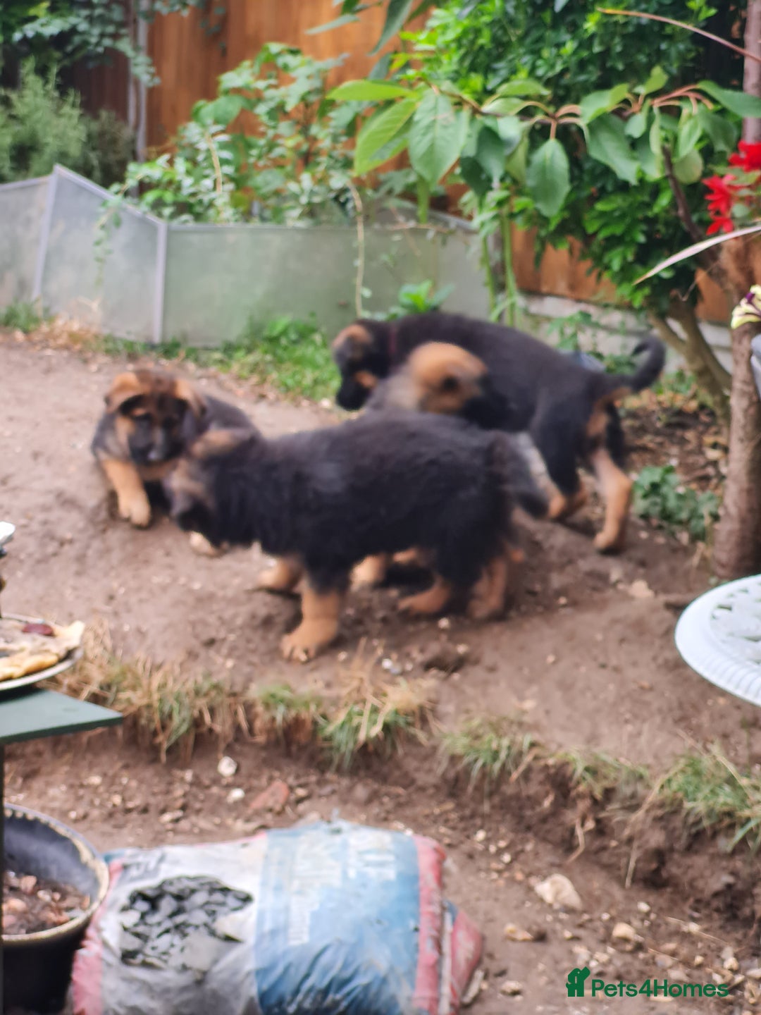 German Shepherd dogs for sale: German Shepherd pups - Image 4