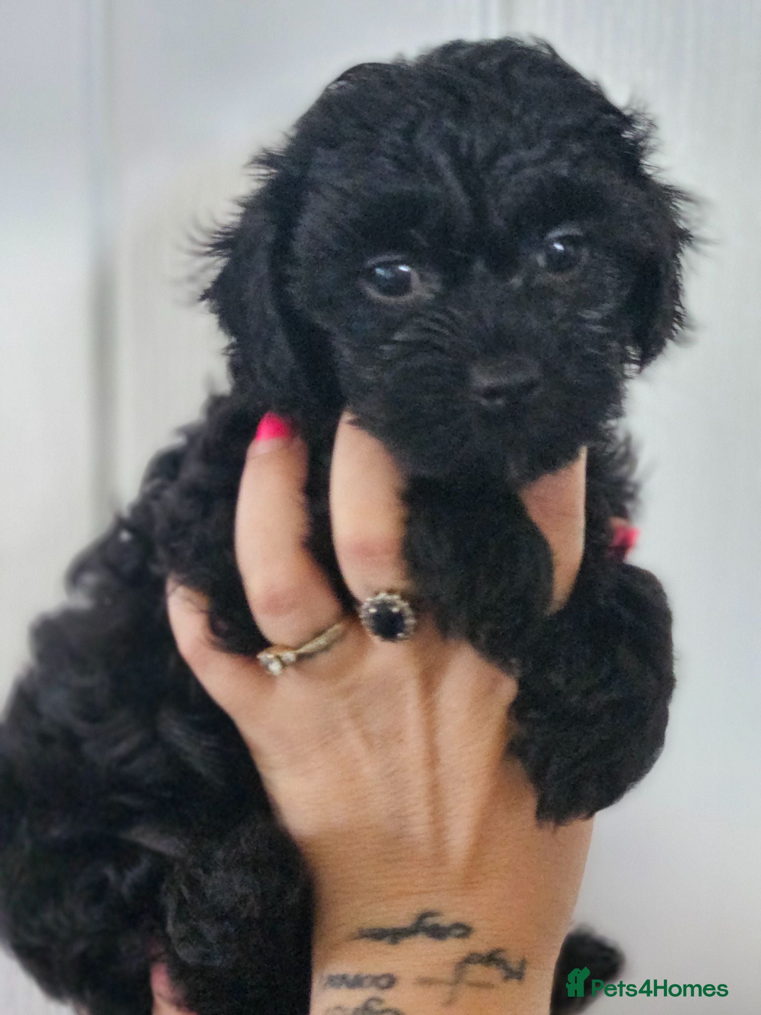 Maltipoo dogs Korean F1 health tested malipoo puppies  - Advert 1