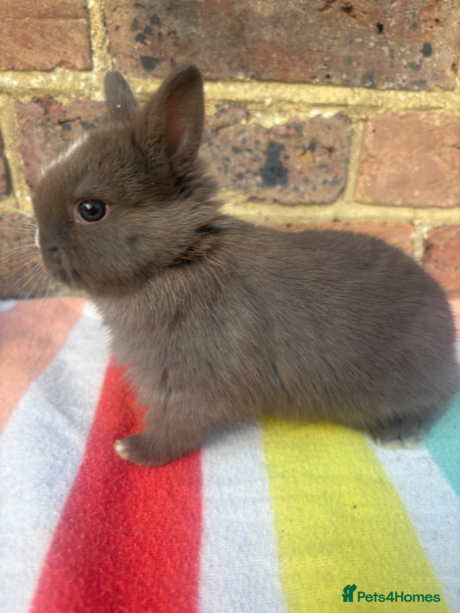 Netherland Dwarf rabbits Sweet Netherland dwarf bunnies  - Advert 13