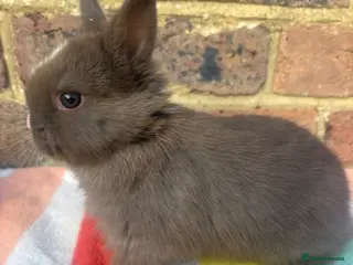 Netherland Dwarf rabbits Sweet Netherland dwarf bunnies - Advert 3