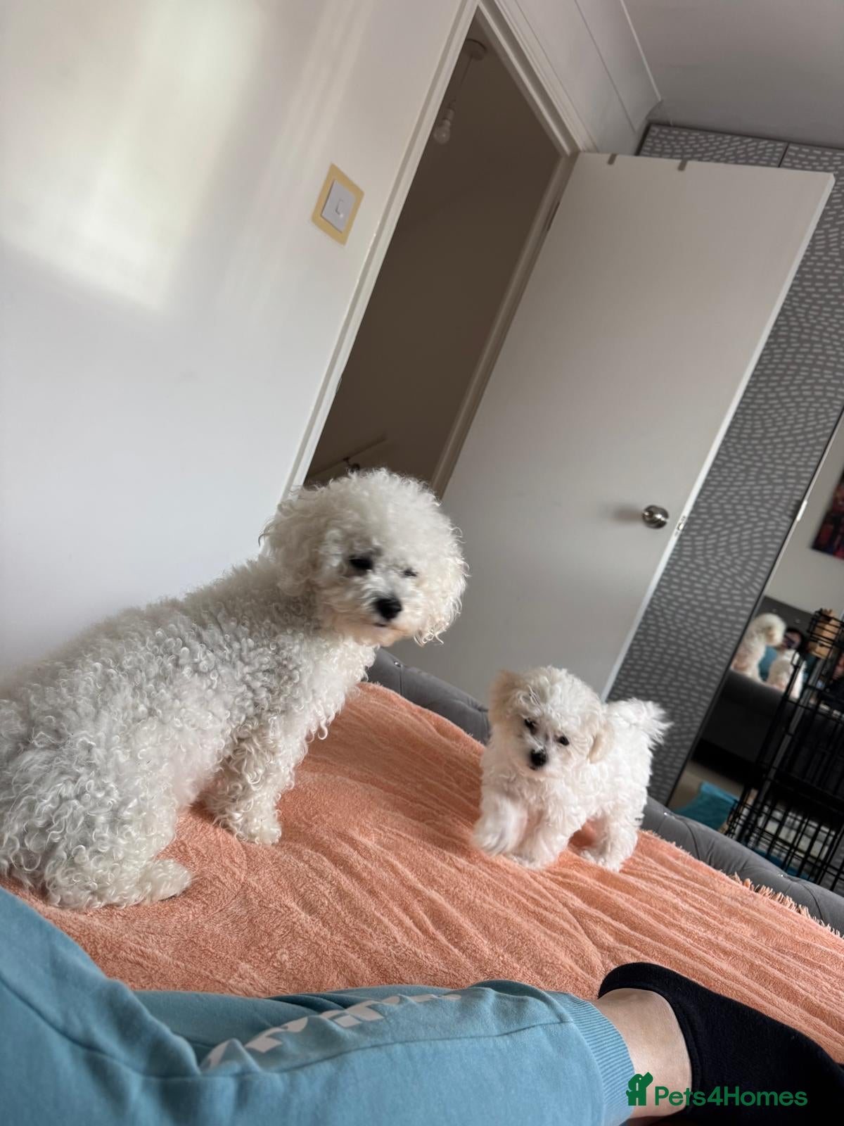 Bichon Frise dogs Stunning quality bichon-frise puppiesjust one left - Advert 4