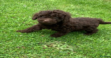 Cockapoo dogs - Advert 2