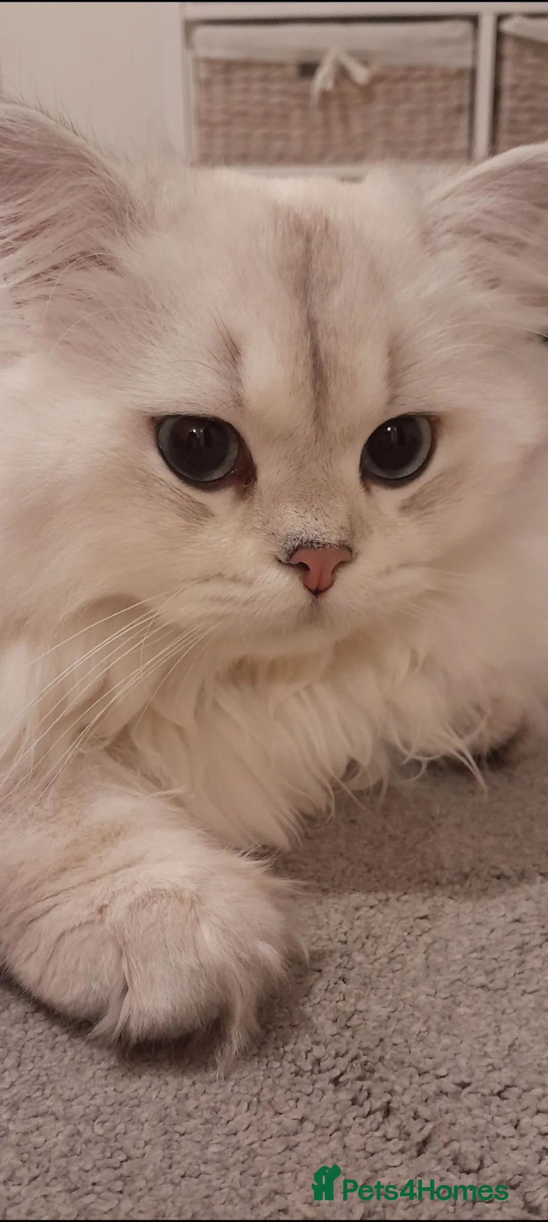 British Longhair cats for sale: Beautiful British Longhair Boy - Advert 6