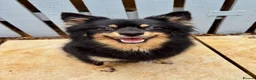 Pomeranian dogs for sale: Beautiful Pomeranian twins - Advert 2