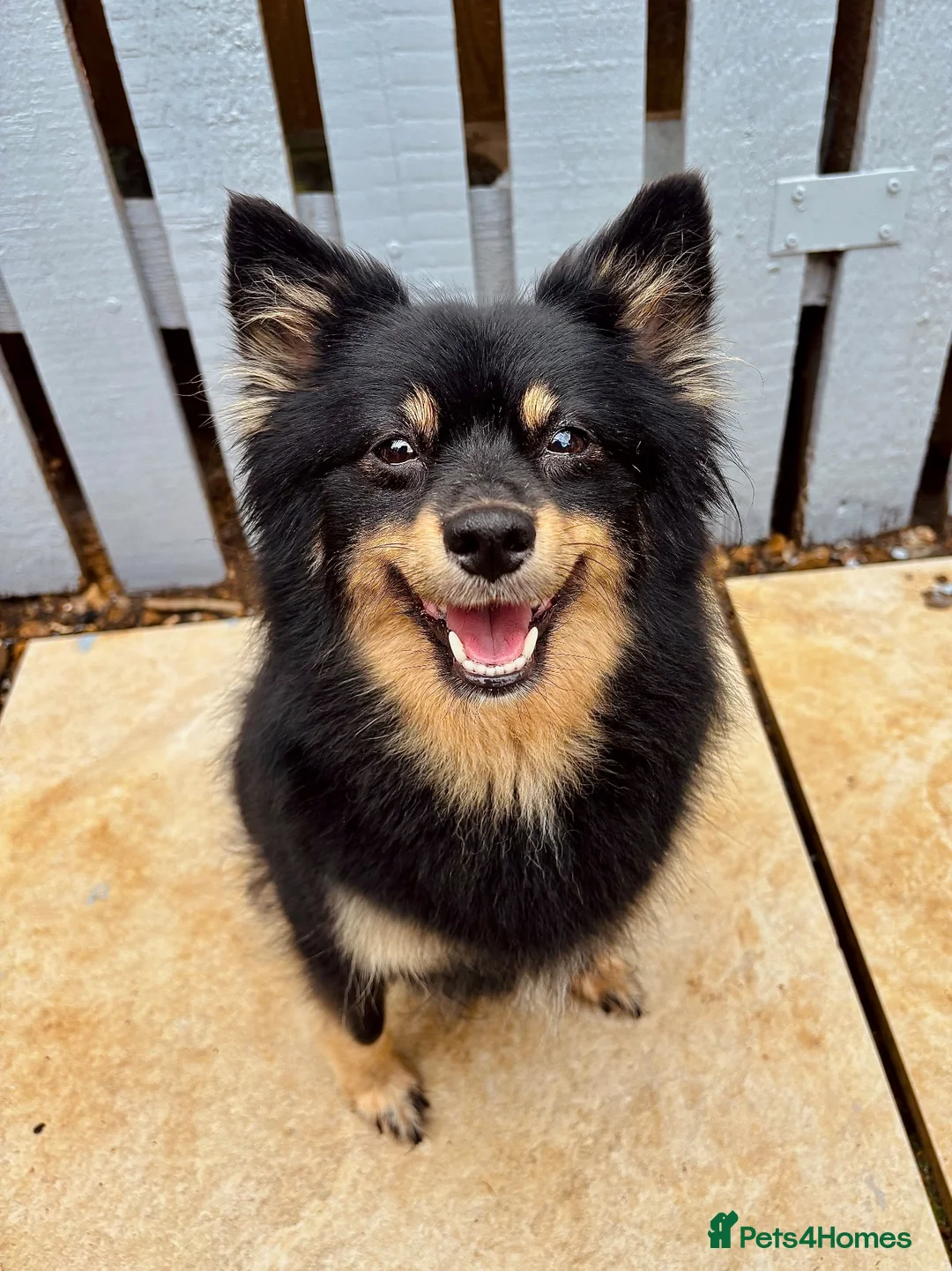 Pomeranian dogs for sale: Beautiful Pomeranian twins - Advert 2