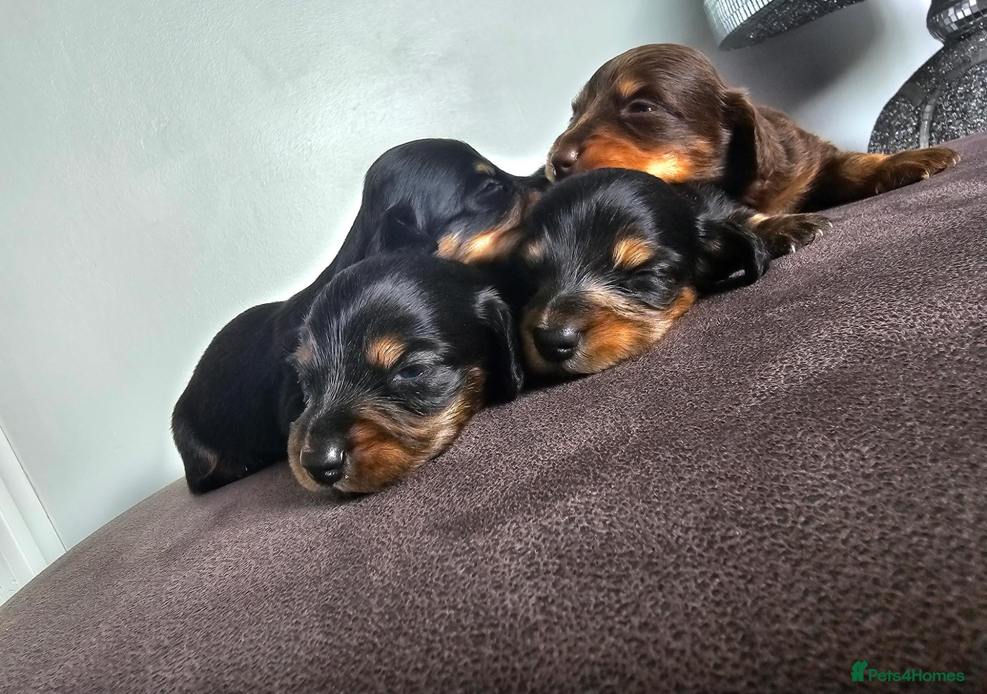 Miniature Dachshund dogs 4 miniature dachshund puppies  - Advert 6