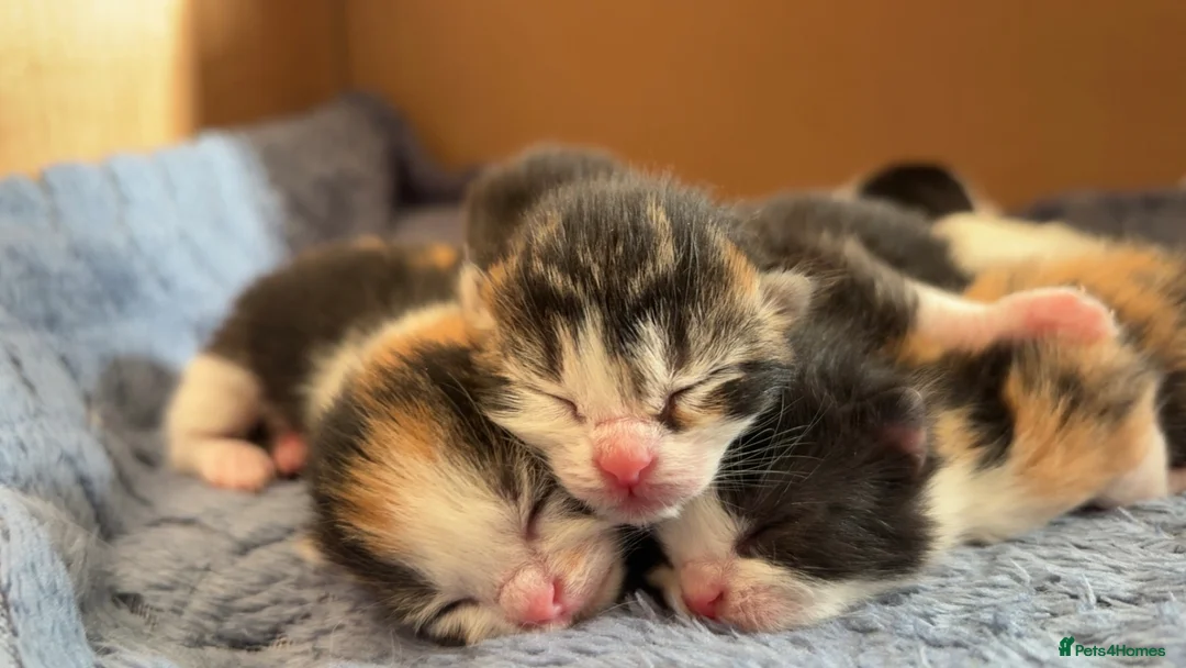 Mixed Breed cats for sale: Ragdoll x British Shorthair Kittens   - Advert 1