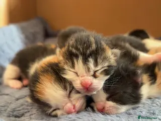 Mixed Breed cats Ragdoll x British Shorthair Kittens - Advert 4