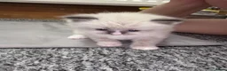 Ragdoll cats for sale: 🩵Stunning Blue Mitted Ragdoll Kitens🩵 - Advert 20