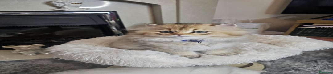 Miro