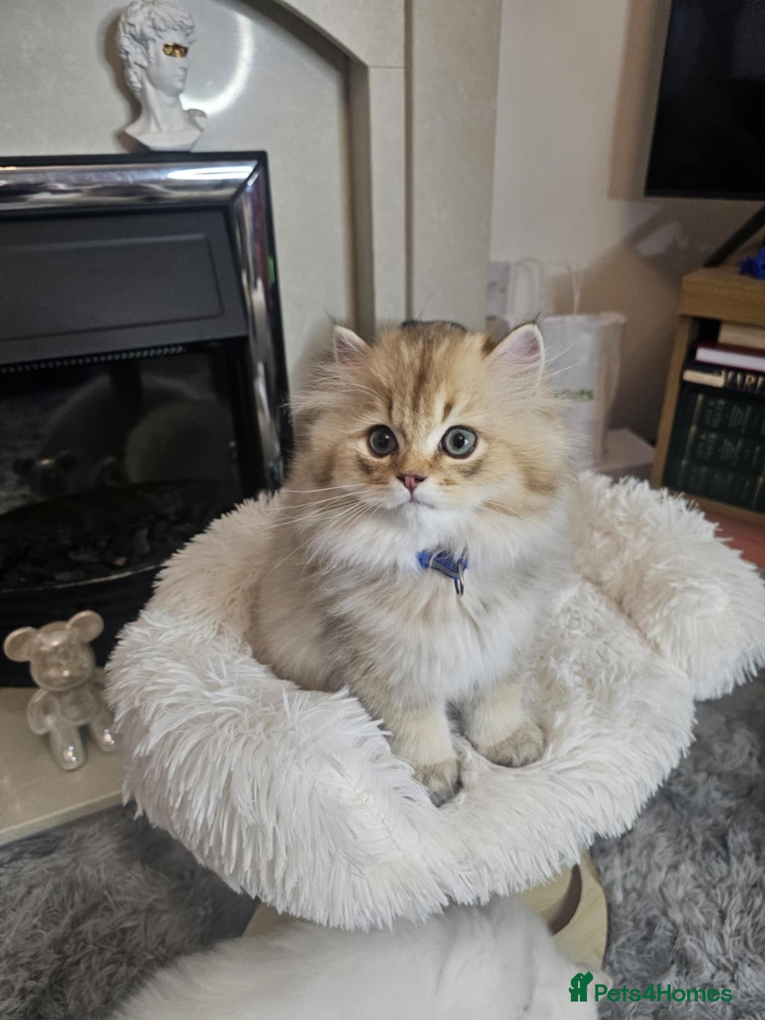 British Longhair cats for sale: Purebred British Longhair Boys-WCF Pedigree - Image 10
